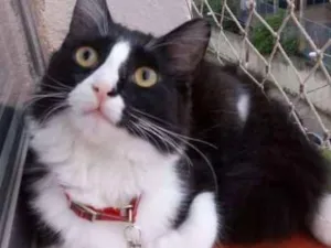 Gato raça SRD idade 2 a 6 meses nome SAMUCA