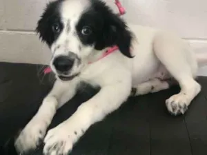 Cachorro raça srd idade 2 a 6 meses nome Bolinha
