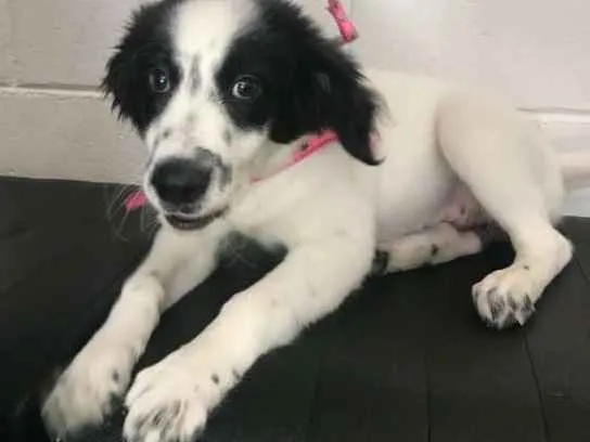 Cachorro ra a srd idade 2 a 6 meses nome Bolinha