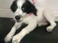 Bolinha