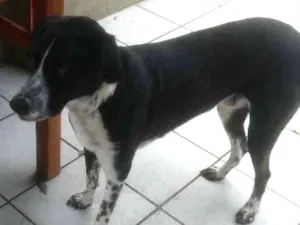 Cachorro raça SRD mistura dálmata com pastor idade 2 anos nome Pablo