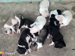 Cachorro raça Dálmata com pe duro idade Abaixo de 2 meses nome Mel a mae