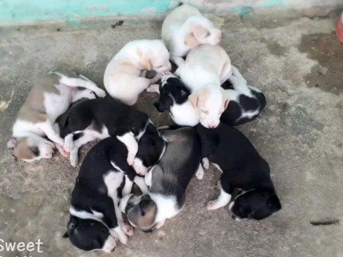 Cachorro ra a Dálmata com pe duro idade Abaixo de 2 meses nome Mel a mae