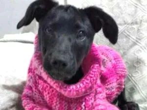 Cachorro raça SRD idade 2 a 6 meses nome Lua
