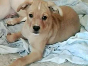 Cachorro raça  idade 2 a 6 meses nome lola e lili