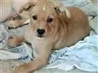 Cachorro raça  idade 2 a 6 meses nome lola e lili