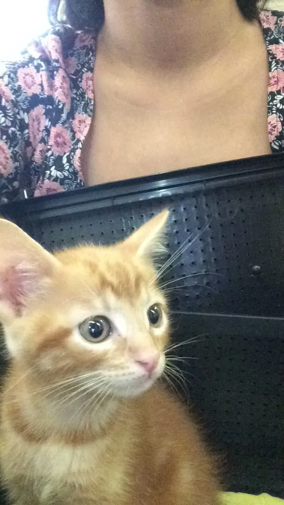 Gato ra a Não identificado  idade Abaixo de 2 meses nome Não nomeado