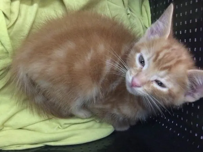 Gato ra a Não identificado  idade Abaixo de 2 meses nome Não nomeado