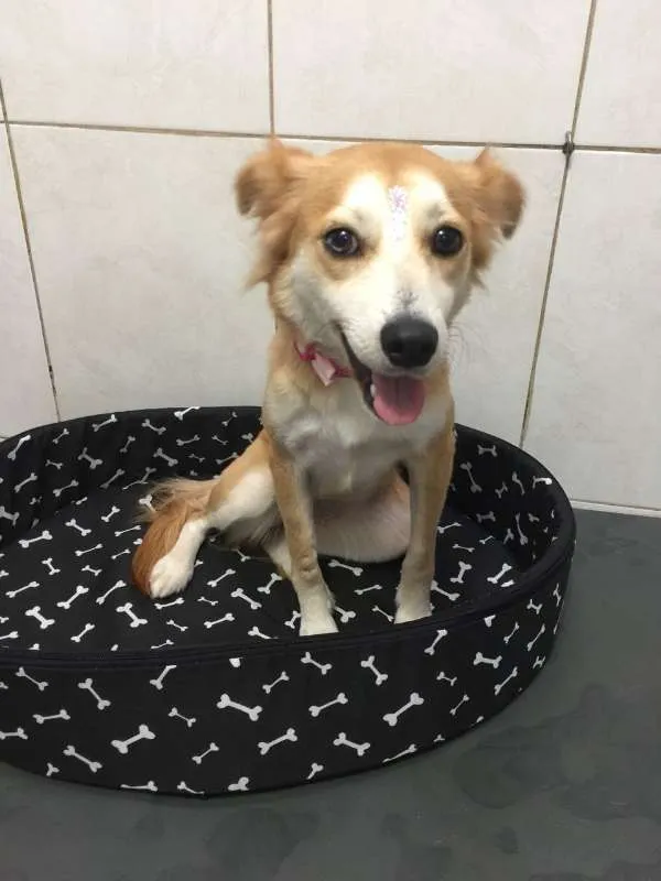 Cachorro ra a srd idade 2 anos nome Charlotte