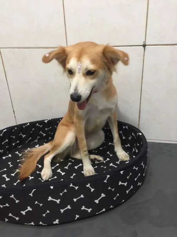 Cachorro ra a srd idade 2 anos nome Charlotte