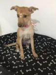 LOLITA