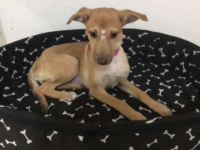 Cachorro ra a SRD idade 2 a 6 meses nome LOLITA