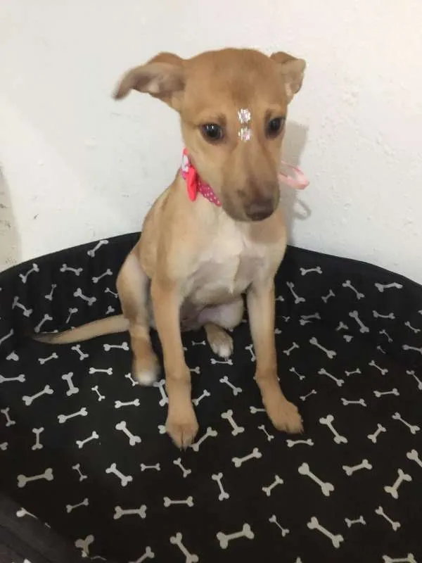 Cachorro ra a SRD idade 2 a 6 meses nome LOLITA
