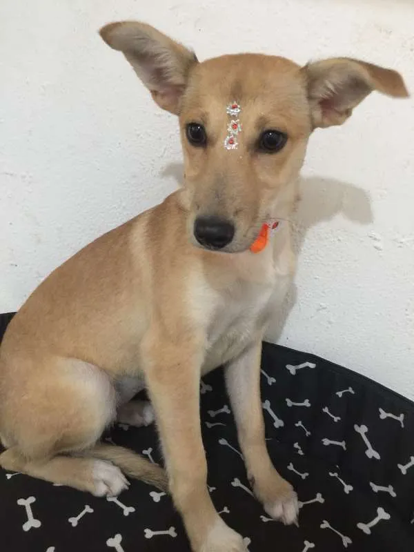 Cachorro ra a SRD idade 2 a 6 meses nome JADE