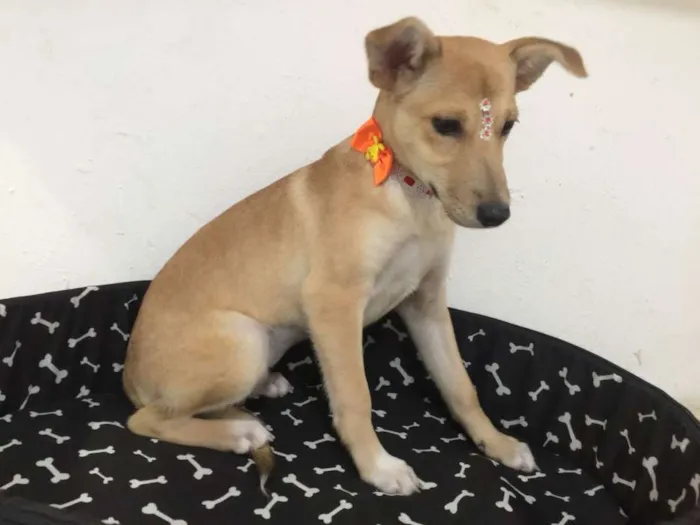 Cachorro ra a SRD idade 2 a 6 meses nome JADE