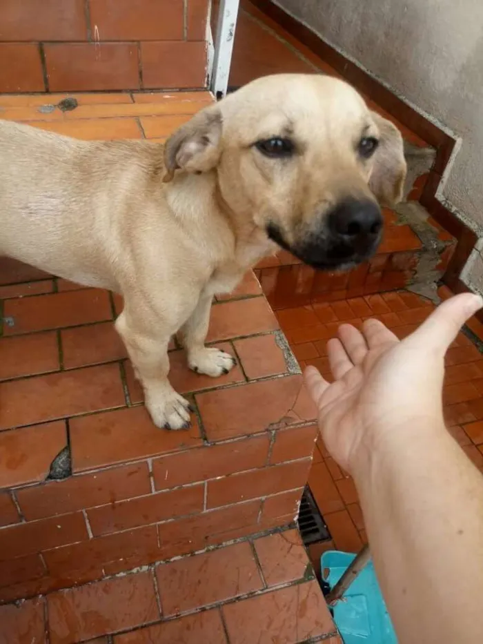 Cachorro ra a Srd idade 1 ano nome Bob