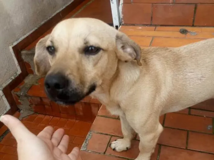 Cachorro ra a Srd idade 1 ano nome Bob