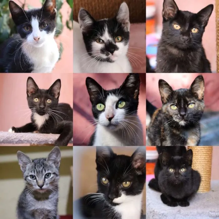 Gato ra a SRD idade 2 a 6 meses nome Gatinhos vários