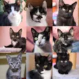 Gatinhos vários