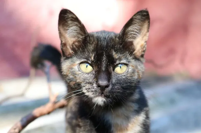 Gato ra a SRD idade 2 a 6 meses nome Gatinhos vários