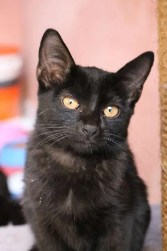 Gato ra a SRD idade 2 a 6 meses nome Gatinhos vários
