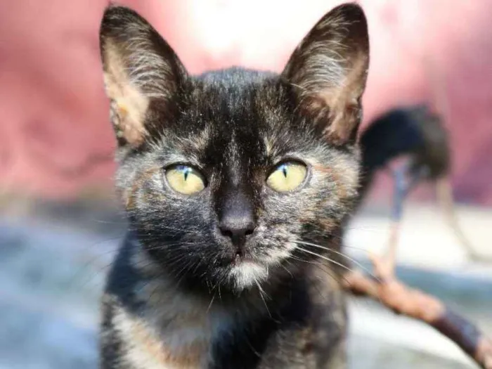 Gato ra a SRD idade 2 a 6 meses nome Gatinhos vários
