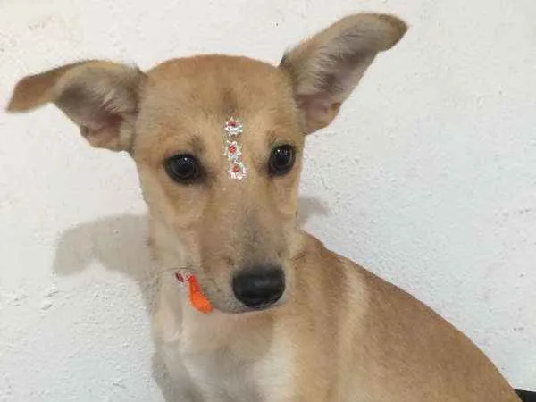 Cachorro ra a SRD idade 2 a 6 meses nome JADE