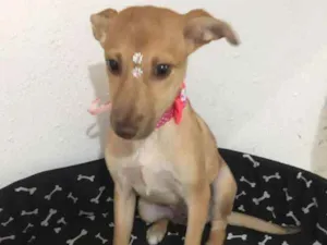 Cachorro raça SRD idade 2 a 6 meses nome LOLITA