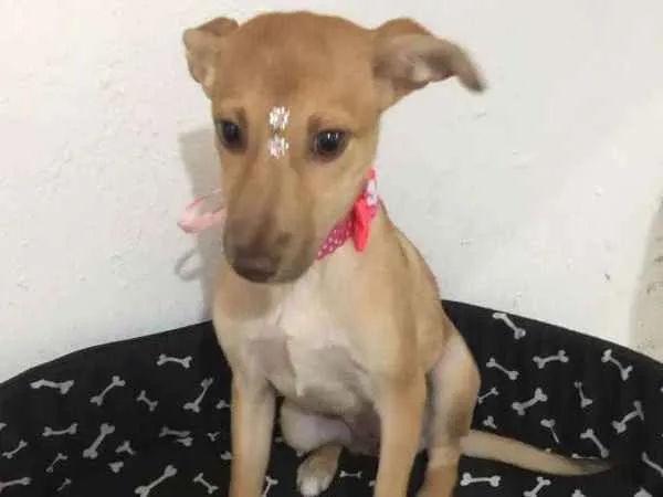 Cachorro ra a SRD idade 2 a 6 meses nome LOLITA