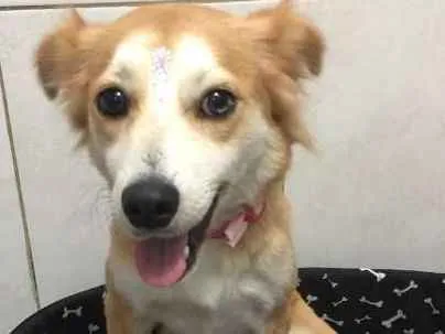 Cachorro ra a srd idade 2 anos nome Charlotte