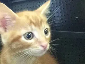Gato raça Não identificado  idade Abaixo de 2 meses nome Não nomeado