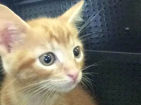 Gato ra a Não identificado  idade Abaixo de 2 meses nome Não nomeado
