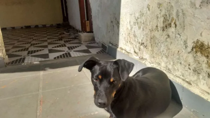 Cachorro ra a Não identificada idade 1 ano nome Luna