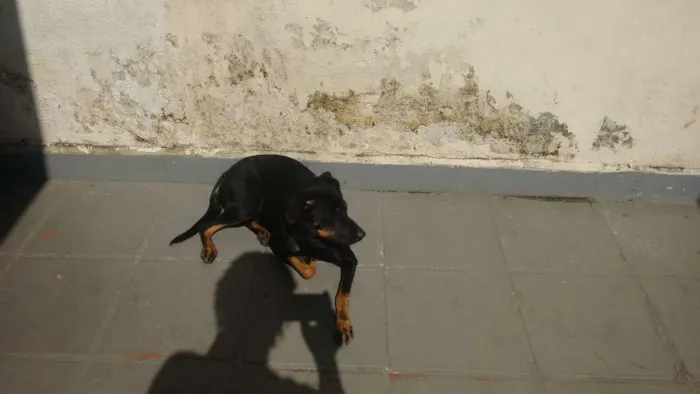 Cachorro ra a Não identificada idade 1 ano nome Luna