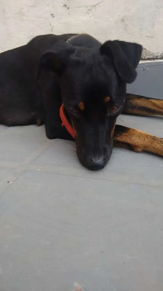 Cachorro ra a Não identificada idade 1 ano nome Luna