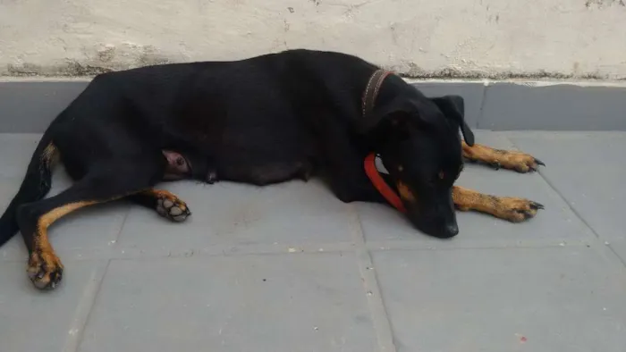 Cachorro ra a Não identificada idade 1 ano nome Luna
