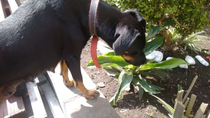 Cachorro ra a Não identificada idade 1 ano nome Luna