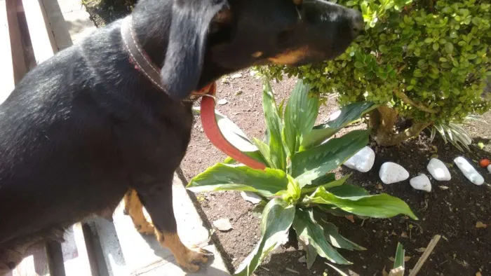 Cachorro ra a Não identificada idade 1 ano nome Luna