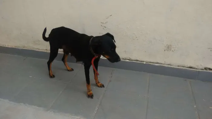 Cachorro ra a Não identificada idade 1 ano nome Luna