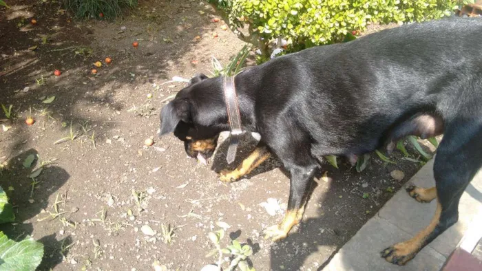Cachorro ra a Não identificada idade 1 ano nome Luna
