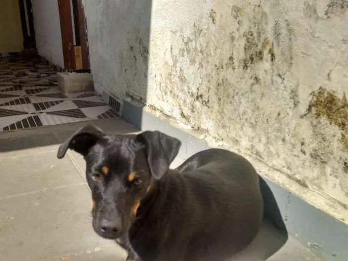 Cachorro ra a Não identificada idade 1 ano nome Luna