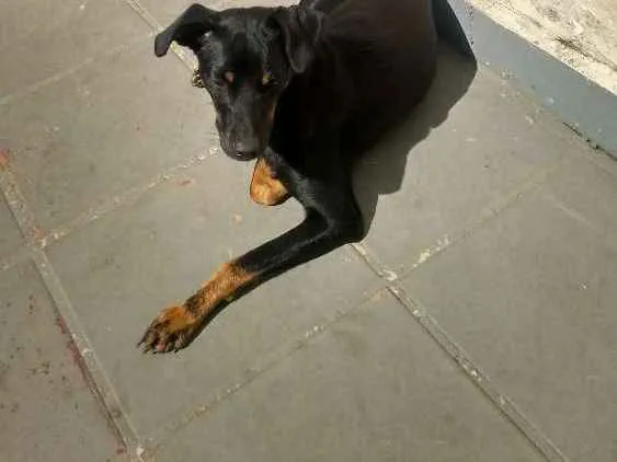 Cachorro ra a Não identificada idade 1 ano nome Luna