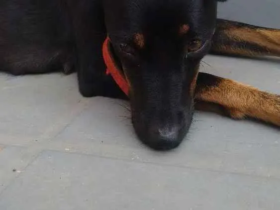 Cachorro ra a Não identificada idade 1 ano nome Luna