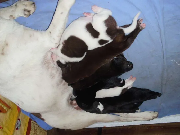 Cachorro raça indefinida idade Abaixo de 2 meses nome Vários