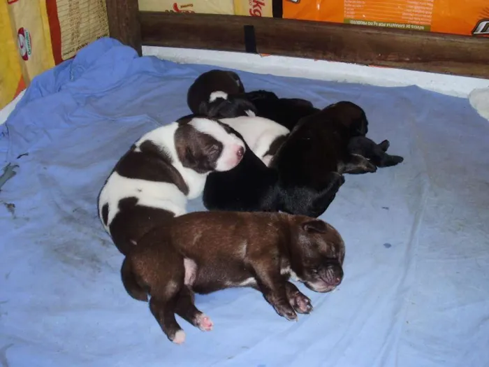 Cachorro raça indefinida idade Abaixo de 2 meses nome Vários