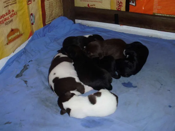 Cachorro raça indefinida idade Abaixo de 2 meses nome Vários