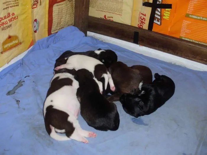 Cachorro raça indefinida idade Abaixo de 2 meses nome Vários