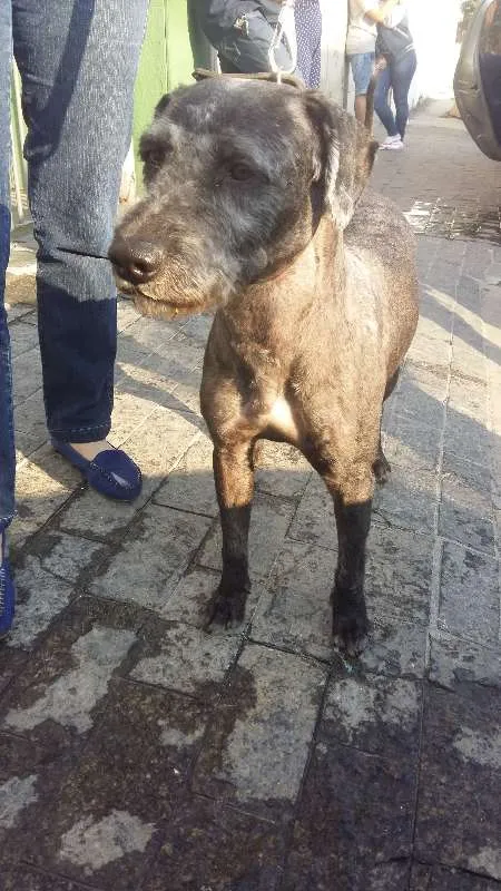 Cachorro ra a SRD idade 3 anos nome Rocky Balboa