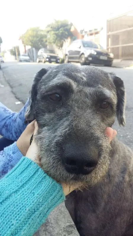 Cachorro ra a SRD idade 3 anos nome Rocky Balboa