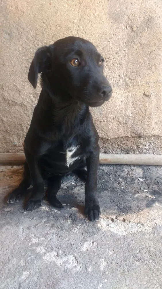 Cachorro ra a SRD  idade 3 anos nome Hope